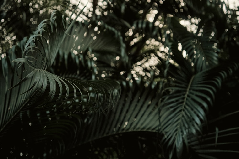 a black and white photo of palm leaves