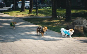 A group of dogs and cats wearing colorful outfits from Patitas Coquetas, enjoying a sunny day outdoors.