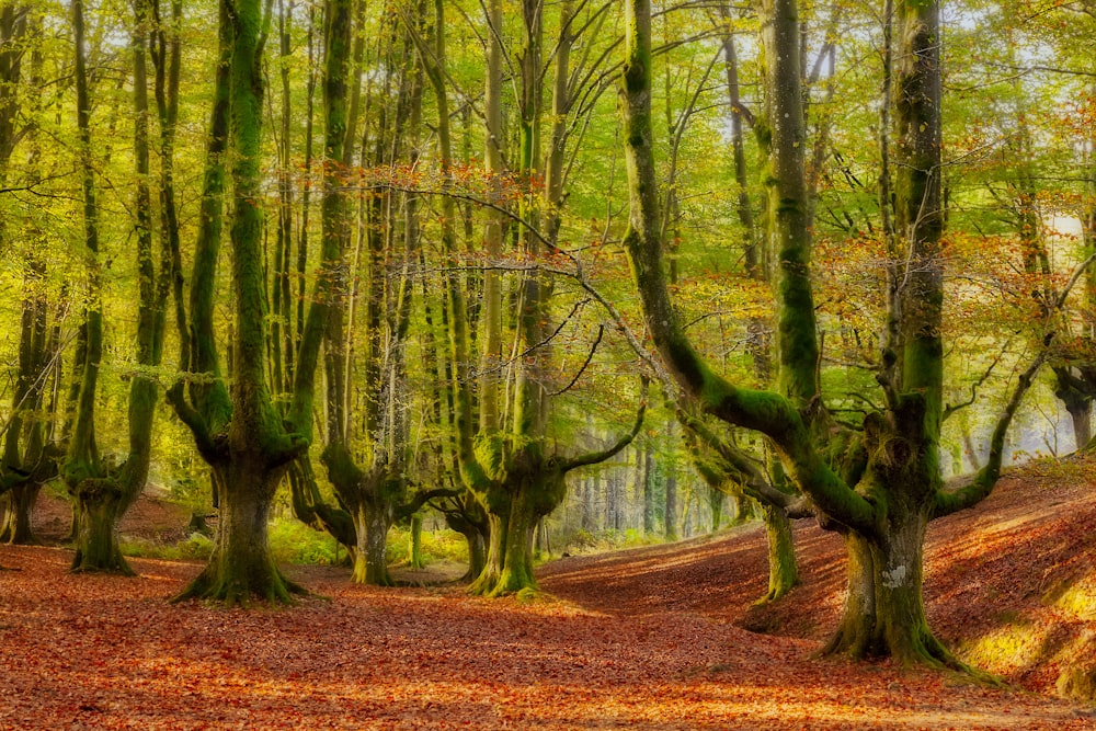 uma floresta cheia de árvores e folhas