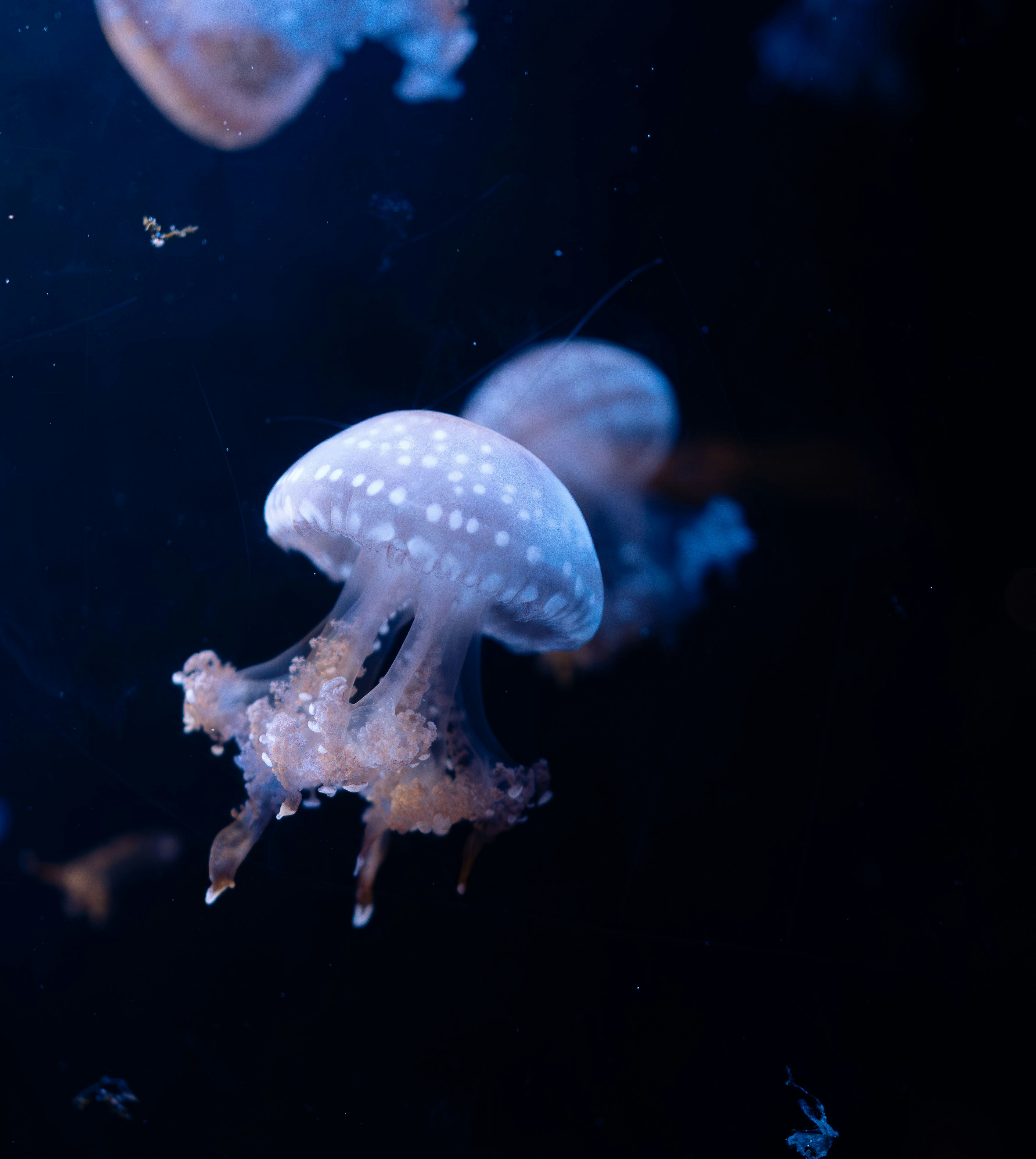 Photo by devilunknown