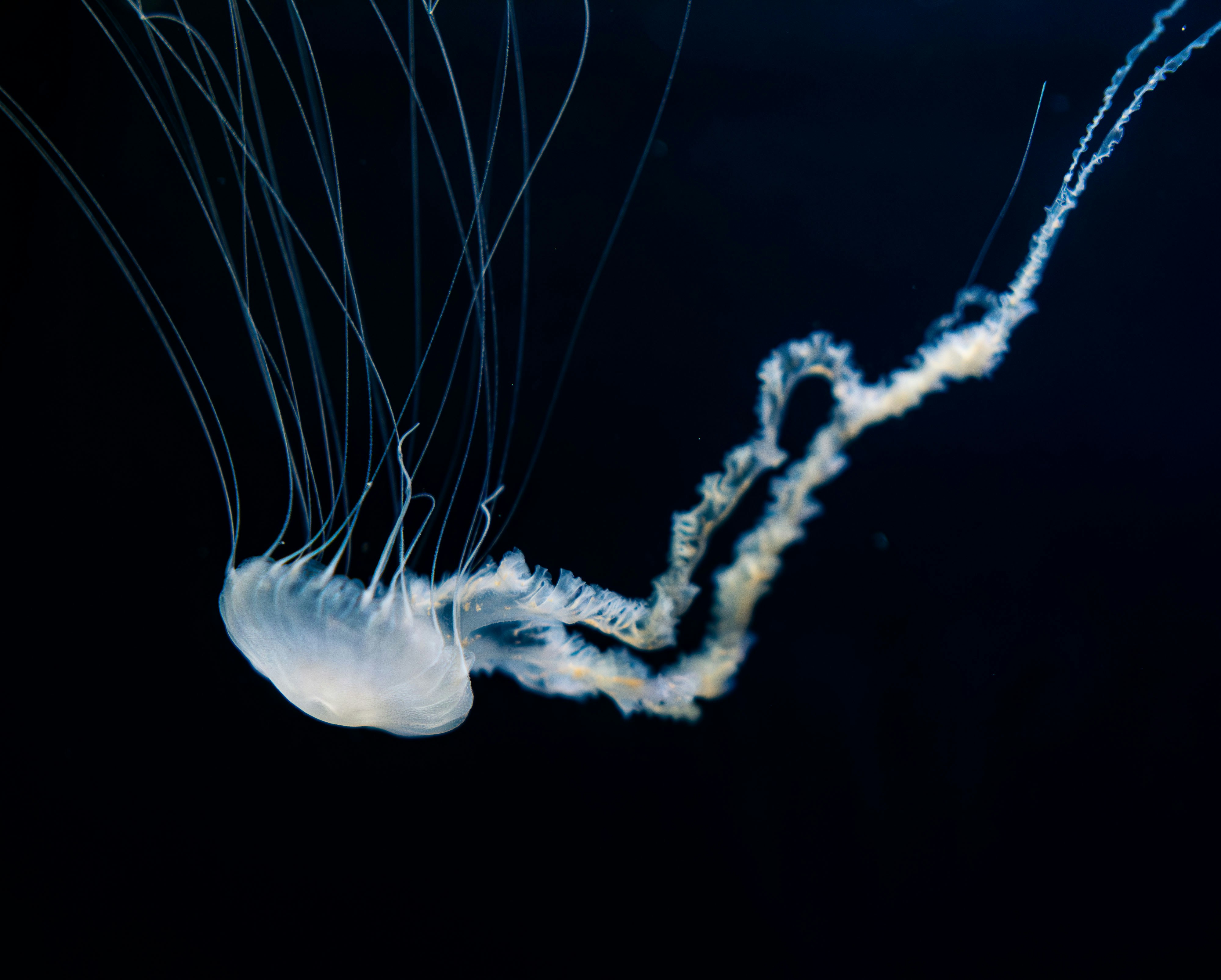 Photo by devilunknown