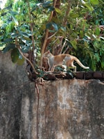 A cat is walking along the top of a stone wall covered with ivy and small plants. Tall branches with green leaves surround the cat, creating a natural environment. Sunlight filters through the foliage, casting light and shadow on the cat and the wall.
