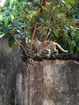 A cat is walking along the top of a stone wall covered with ivy and small plants. Tall branches with green leaves surround the cat, creating a natural environment. Sunlight filters through the foliage, casting light and shadow on the cat and the wall.