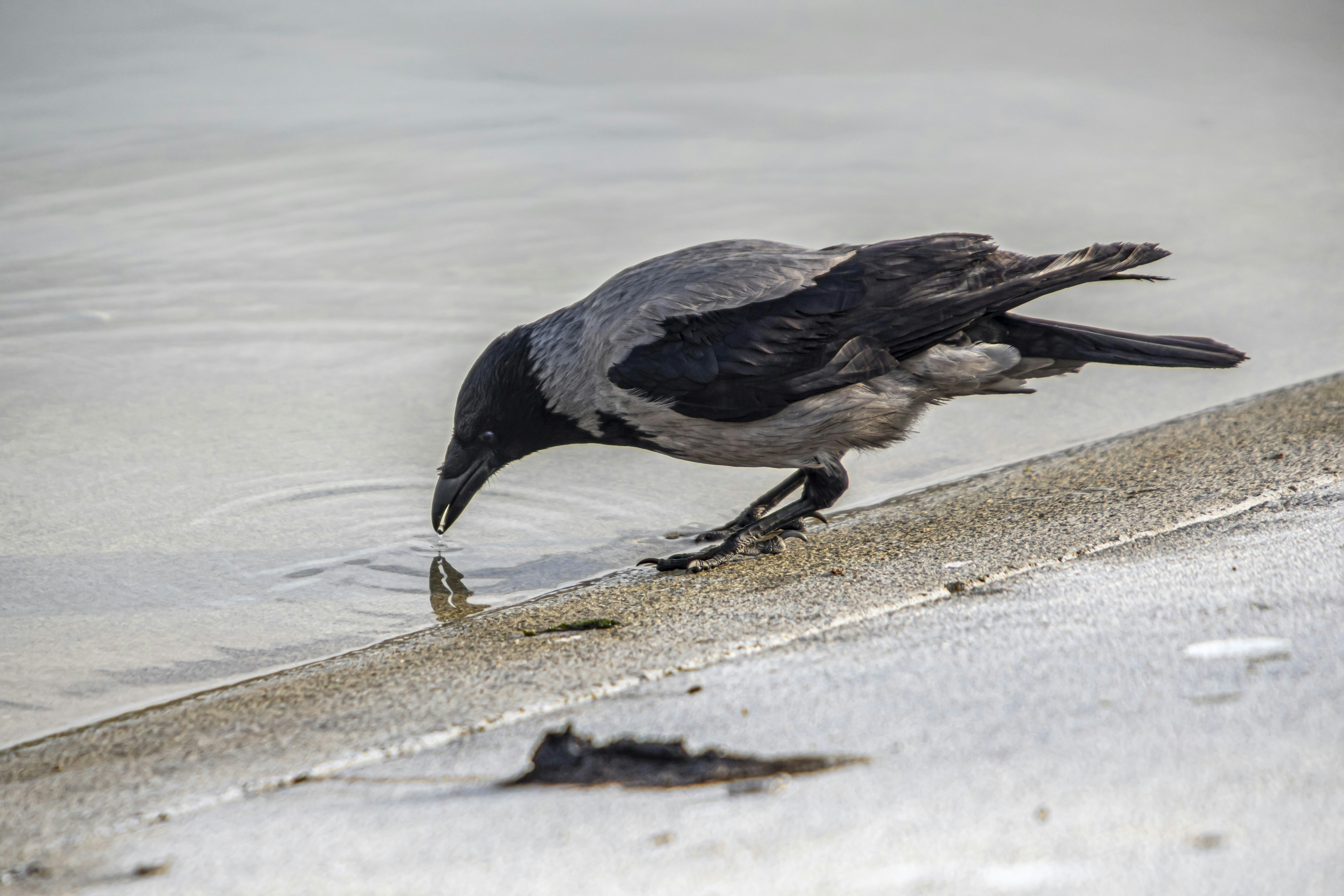 Photo by erik_karits