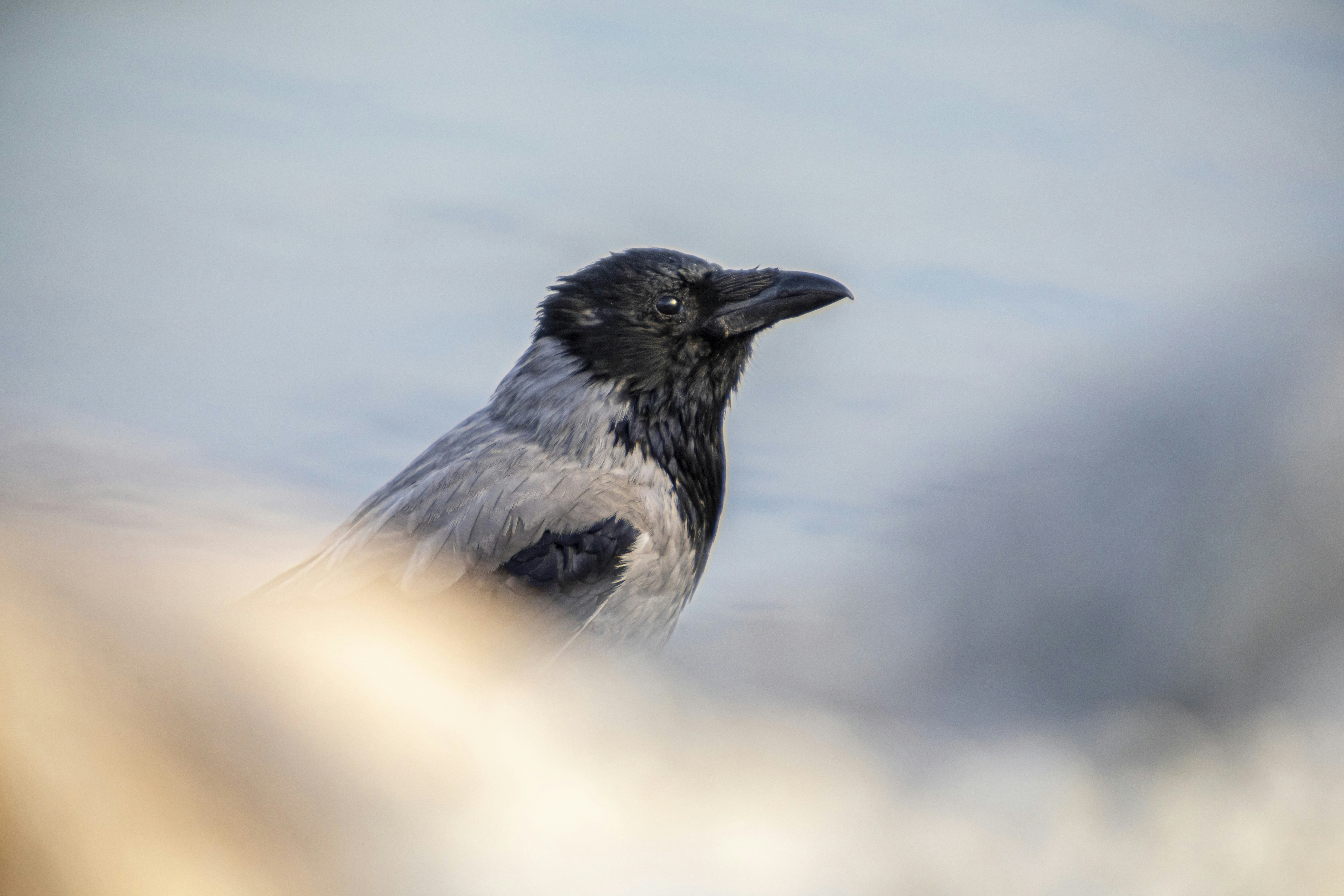 Photo by erik_karits