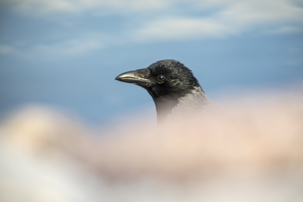 a close up of a black bird with a sky background