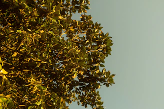 A close-up of a vibrant green tree canopy glowing in sunlight against a clear blue sky.