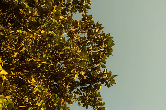 A close-up of a vibrant green tree canopy glowing in sunlight against a clear blue sky.