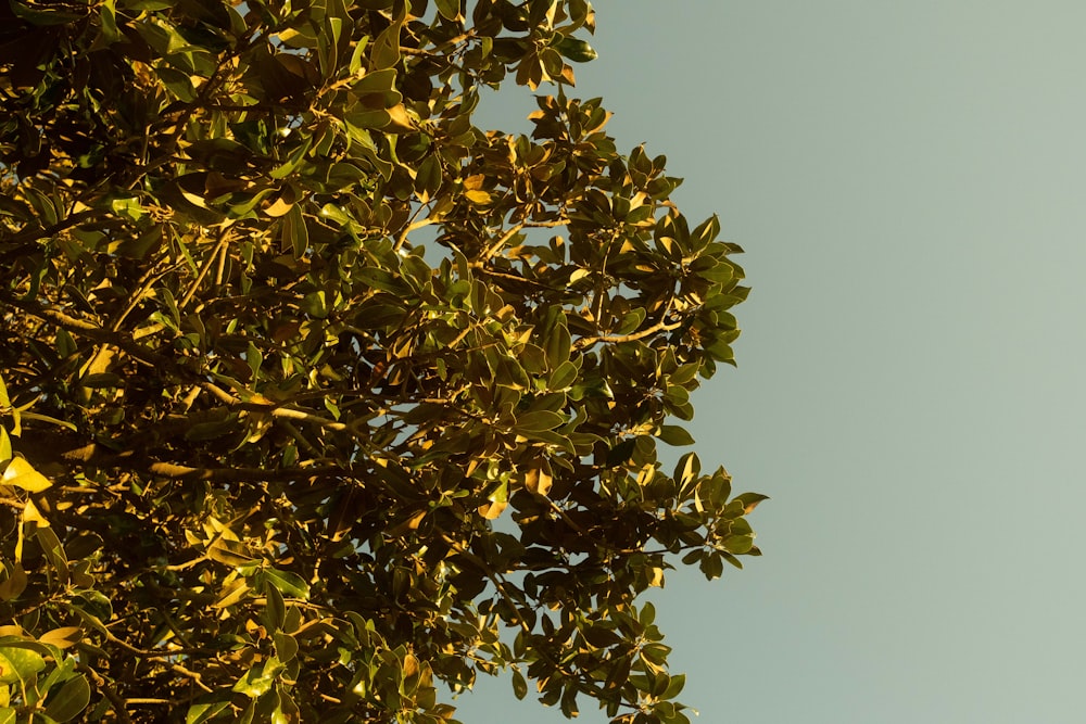 a tree with green leaves against a blue sky