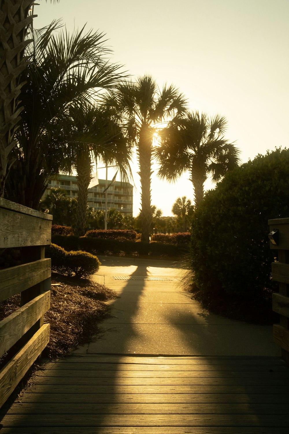 the sun is shining through the palm trees