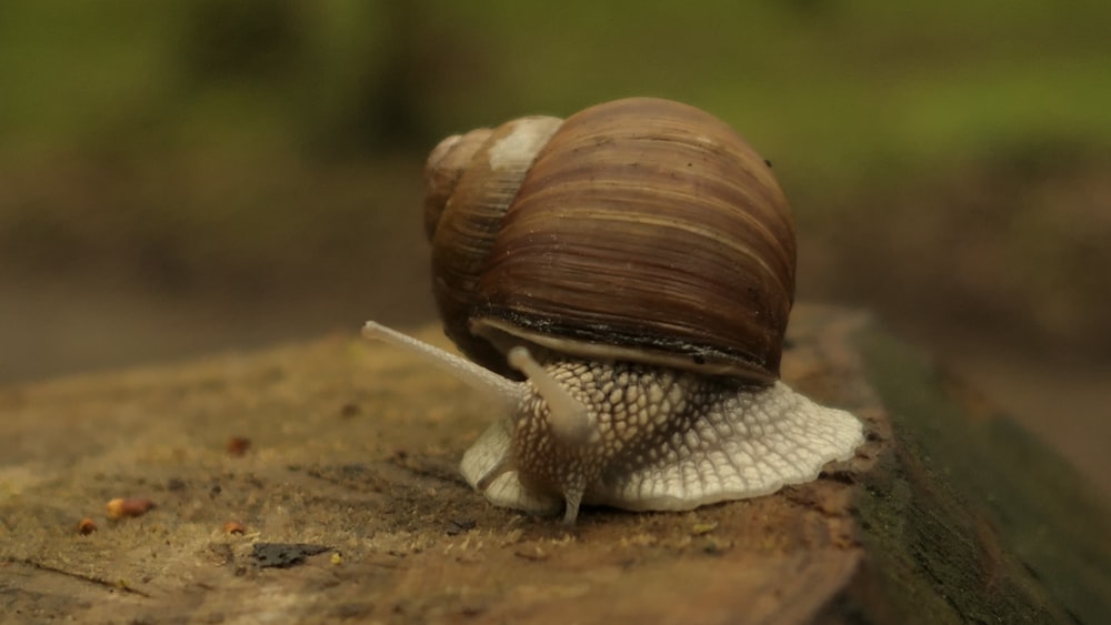 a close up of a snail on a piece of wood