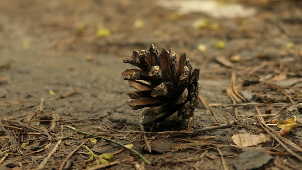 a small pine cone sitting on the ground