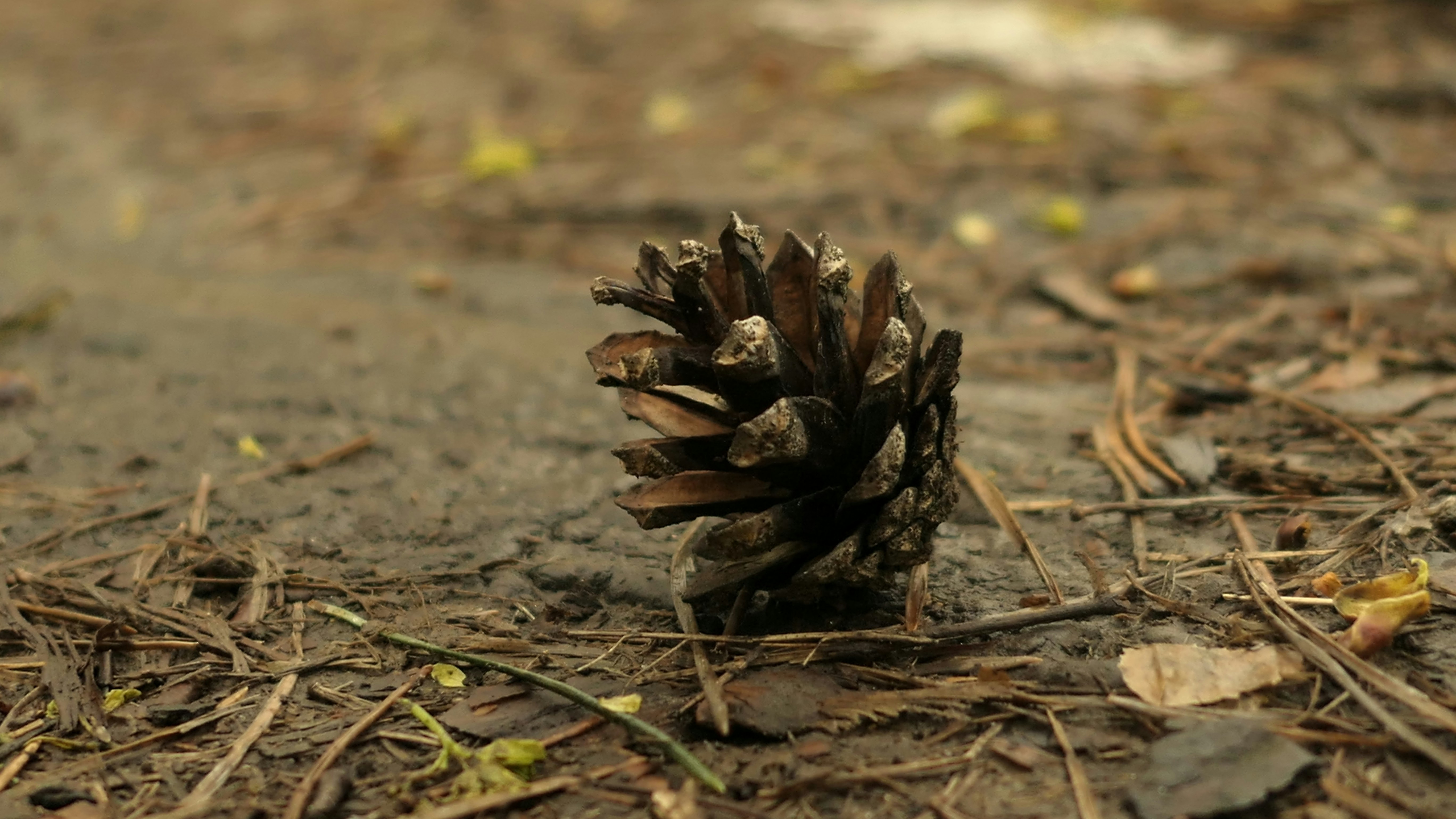 Pine cone