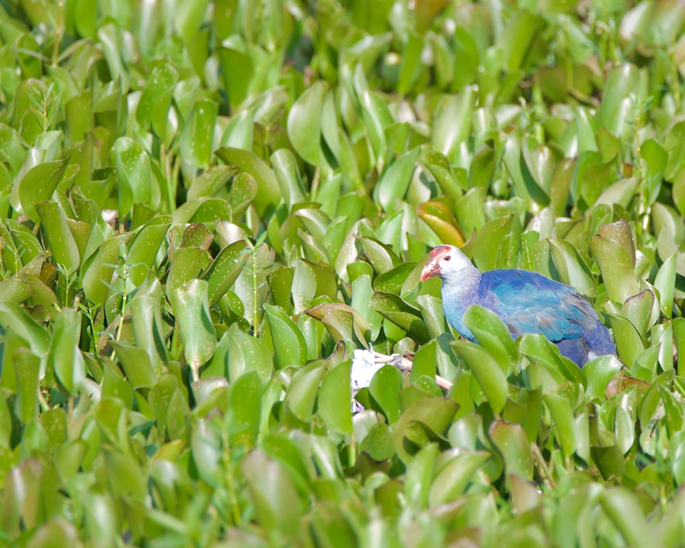 a blue and white bird is sitting in the grass