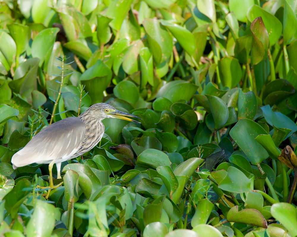 a bird standing on top of a lush green field