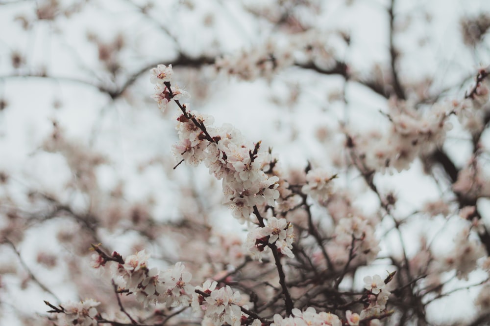 a close up of a tree with white flowers