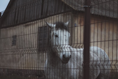 A veterinarian examining a large horse in a calm rural setting.
