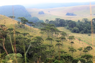A lush, rolling landscape featuring scattered tall, slender trees with flat, green canopies. In the background, gently sloping hills are covered with a mix of grass and dense clusters of trees. The area appears serene and untouched.