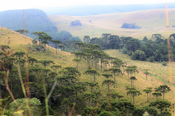 A lush, rolling landscape featuring scattered tall, slender trees with flat, green canopies. In the background, gently sloping hills are covered with a mix of grass and dense clusters of trees. The area appears serene and untouched.