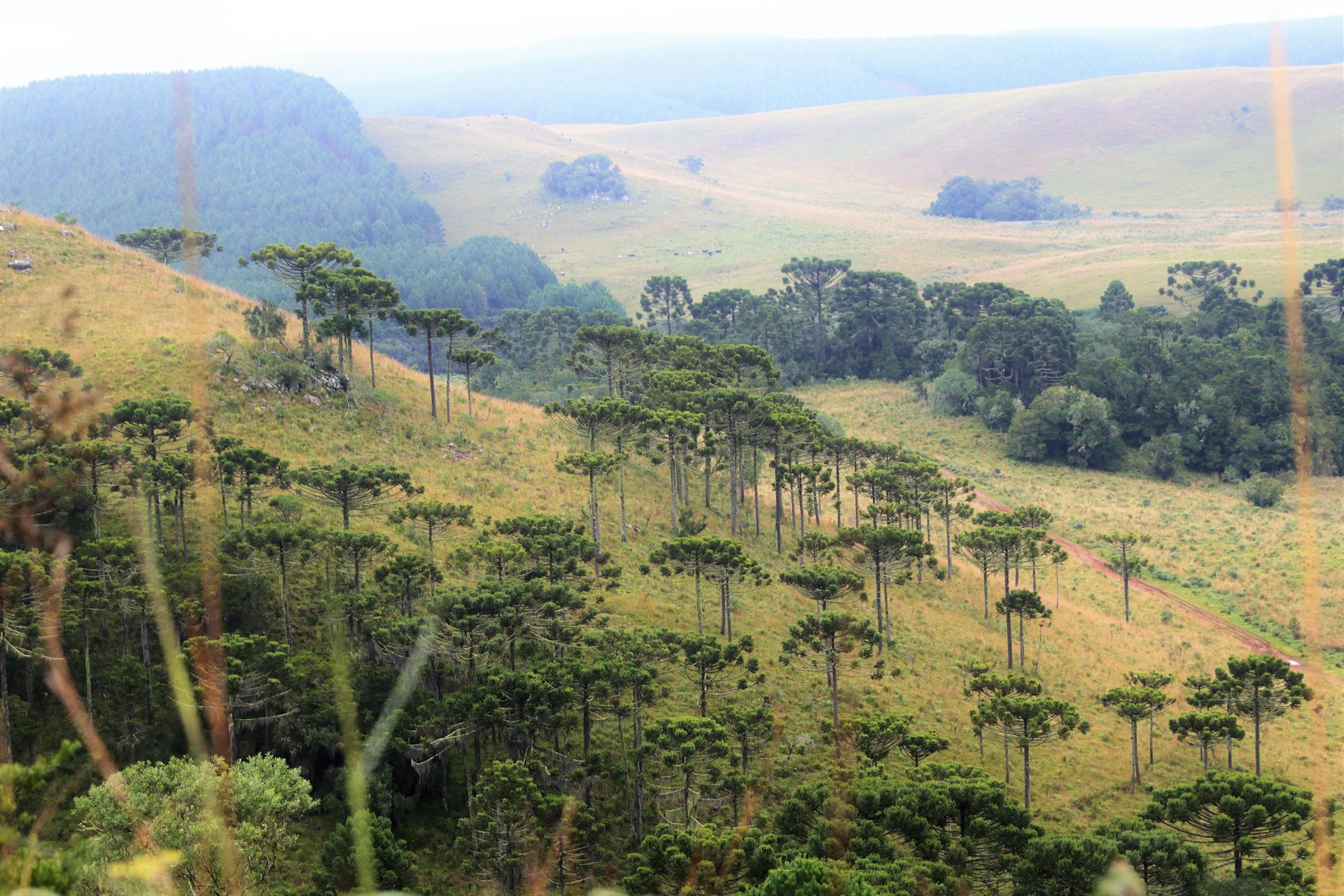 A close-up view of the gently rolling terrain with mature trees lining the edges, suggesting a peaceful setting for future development.
