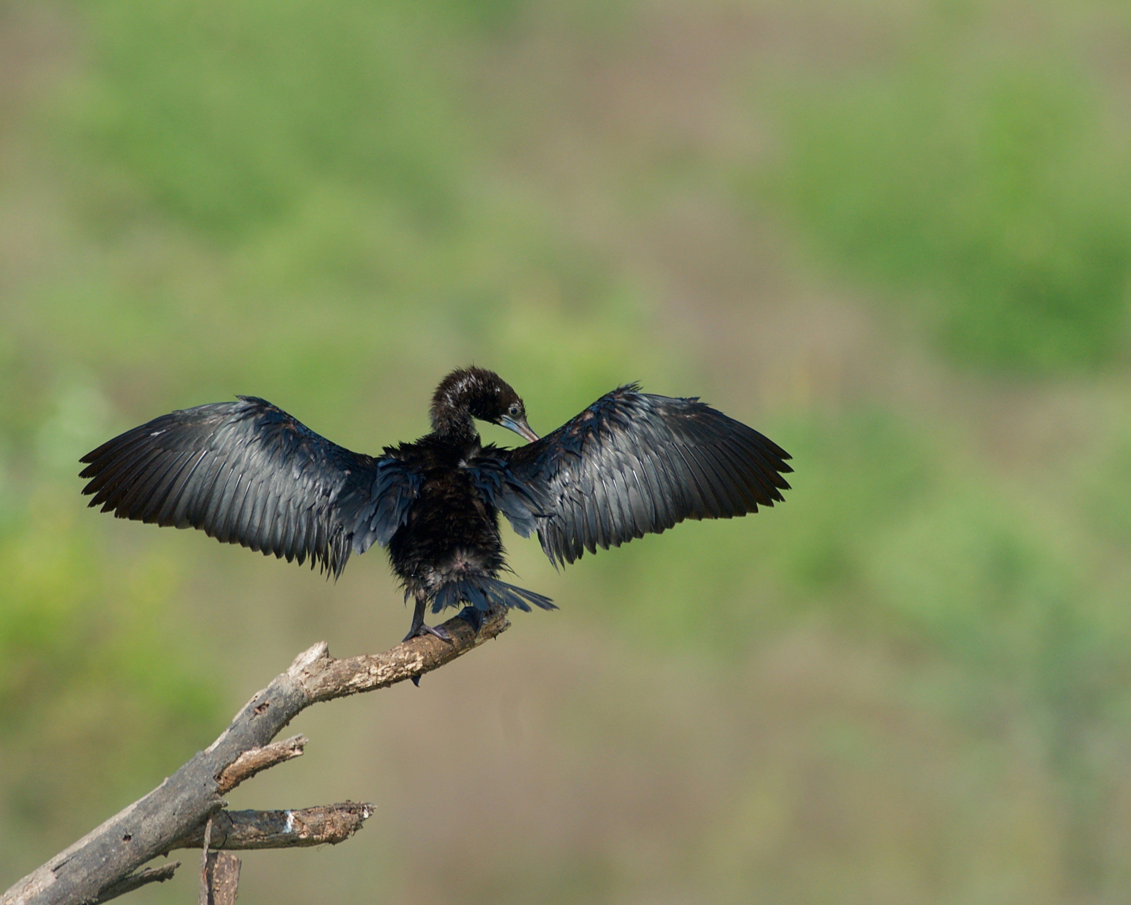 a black bird sitting on top of a tree branch