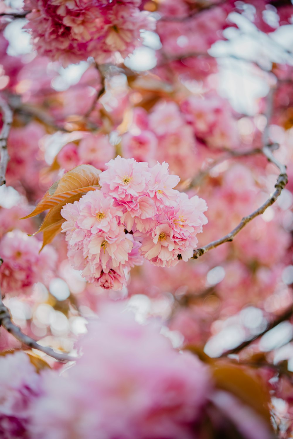 pink flowers are blooming on a tree