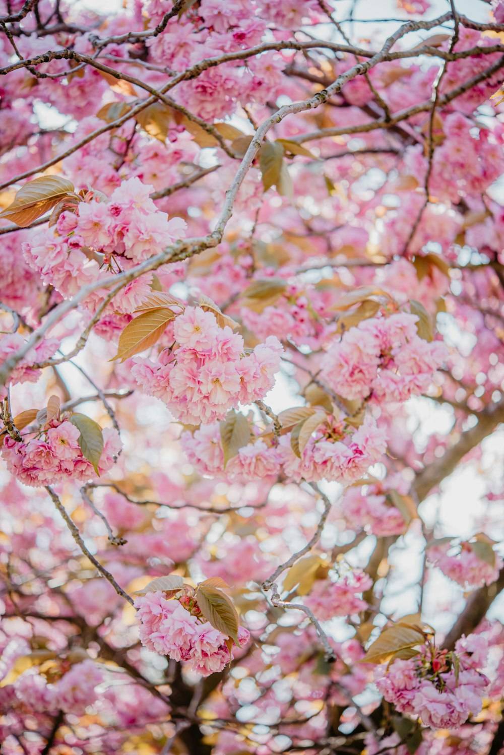 a tree with lots of pink flowers on it