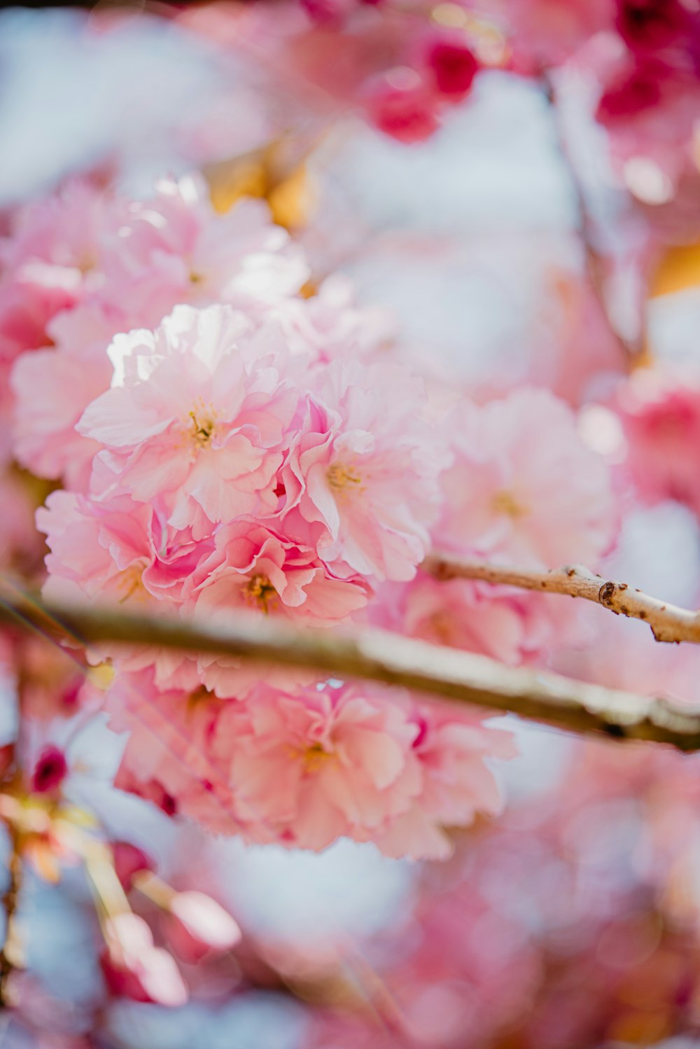 pink flowers are blooming on a tree branch