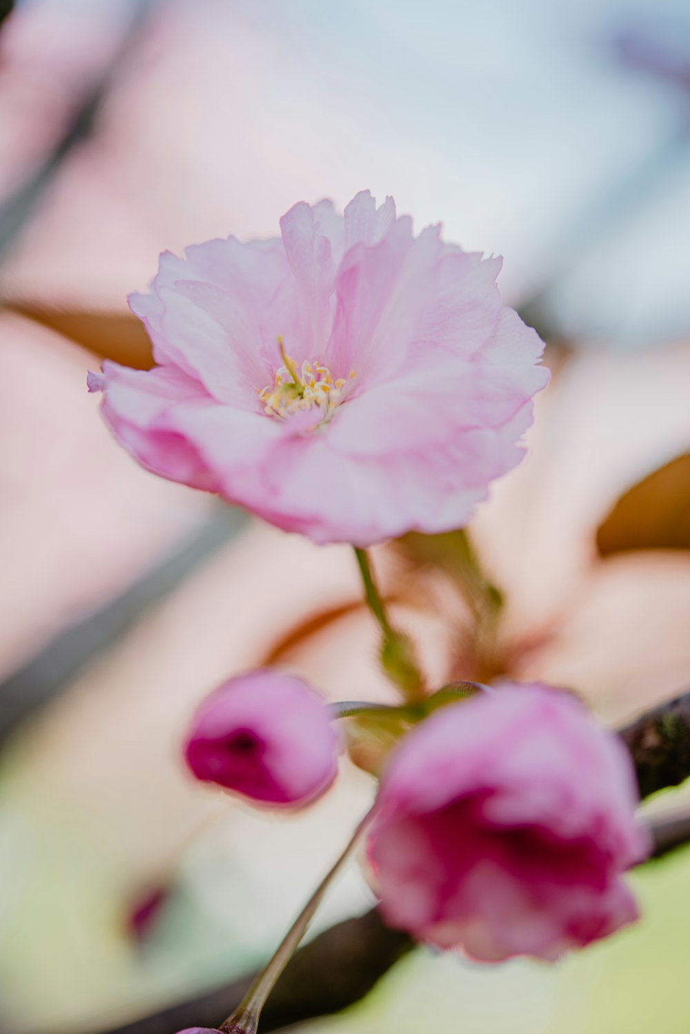 um close up de uma flor rosa em um galho