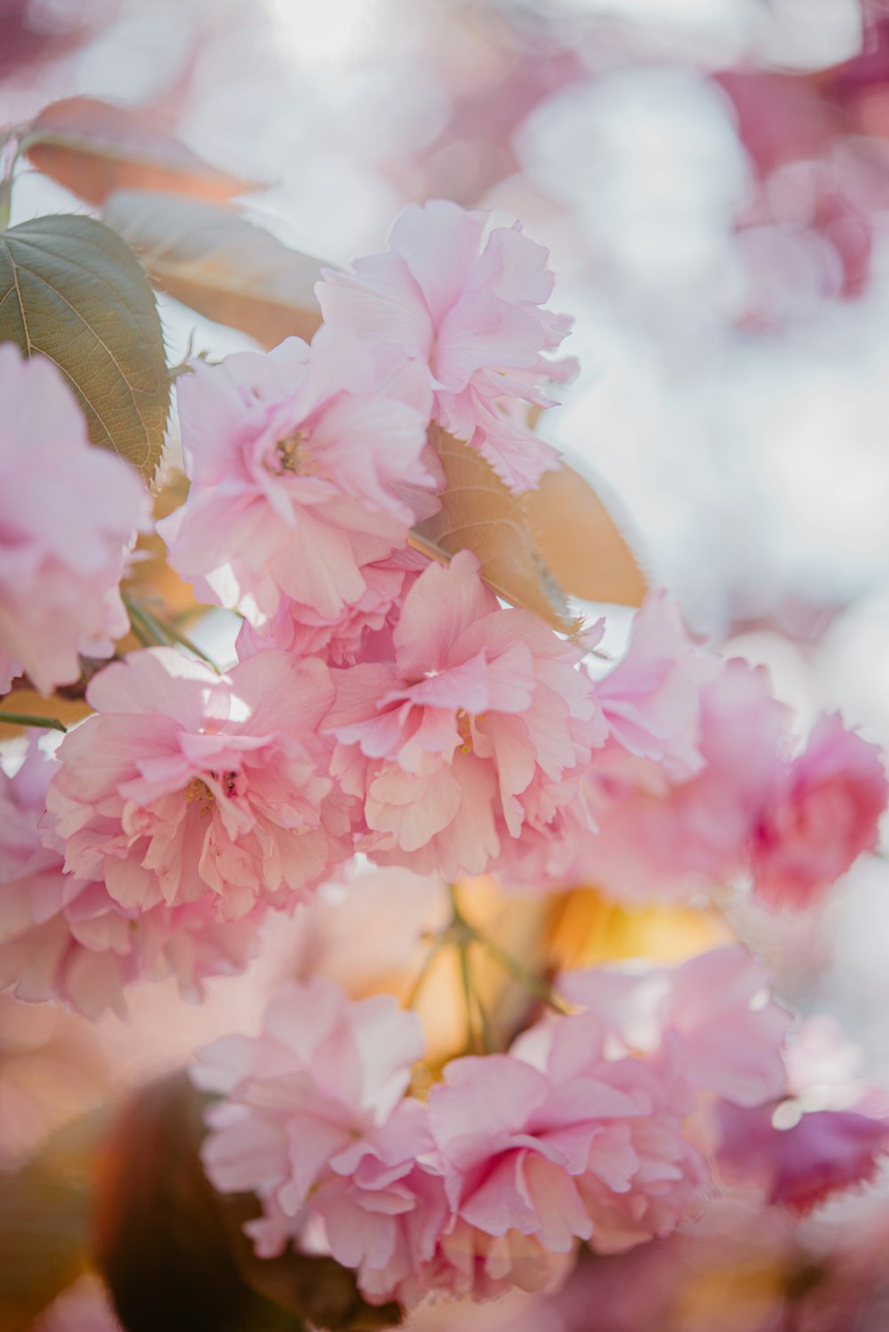 a close up of pink flowers on a tree