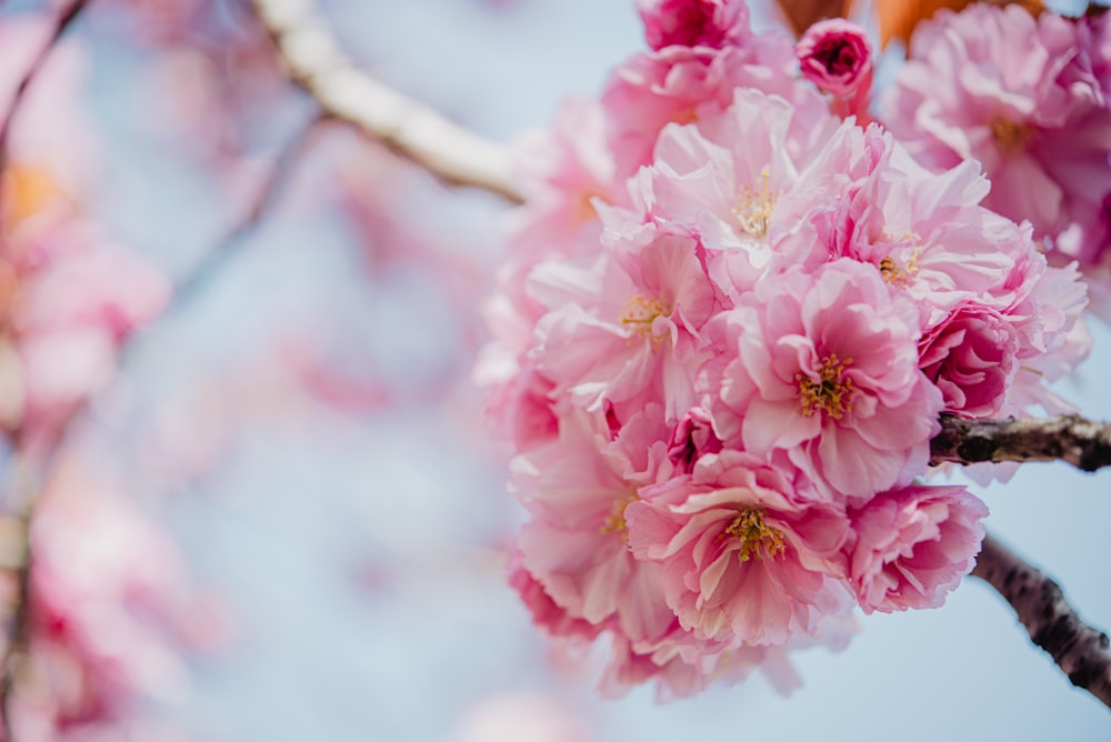 a close up of pink flowers on a tree