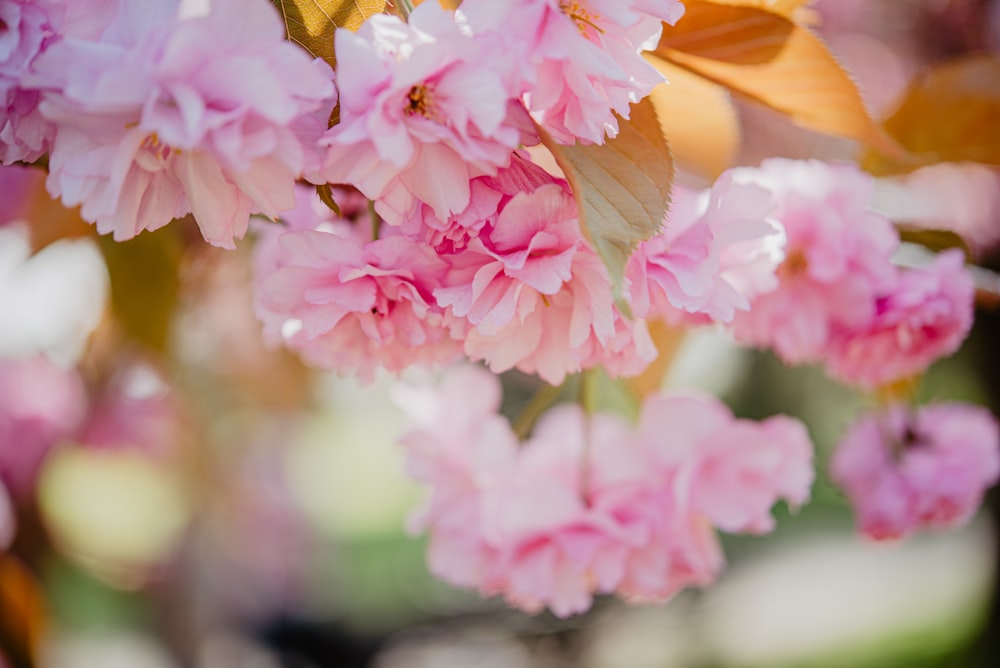 a bunch of pink flowers hanging from a tree