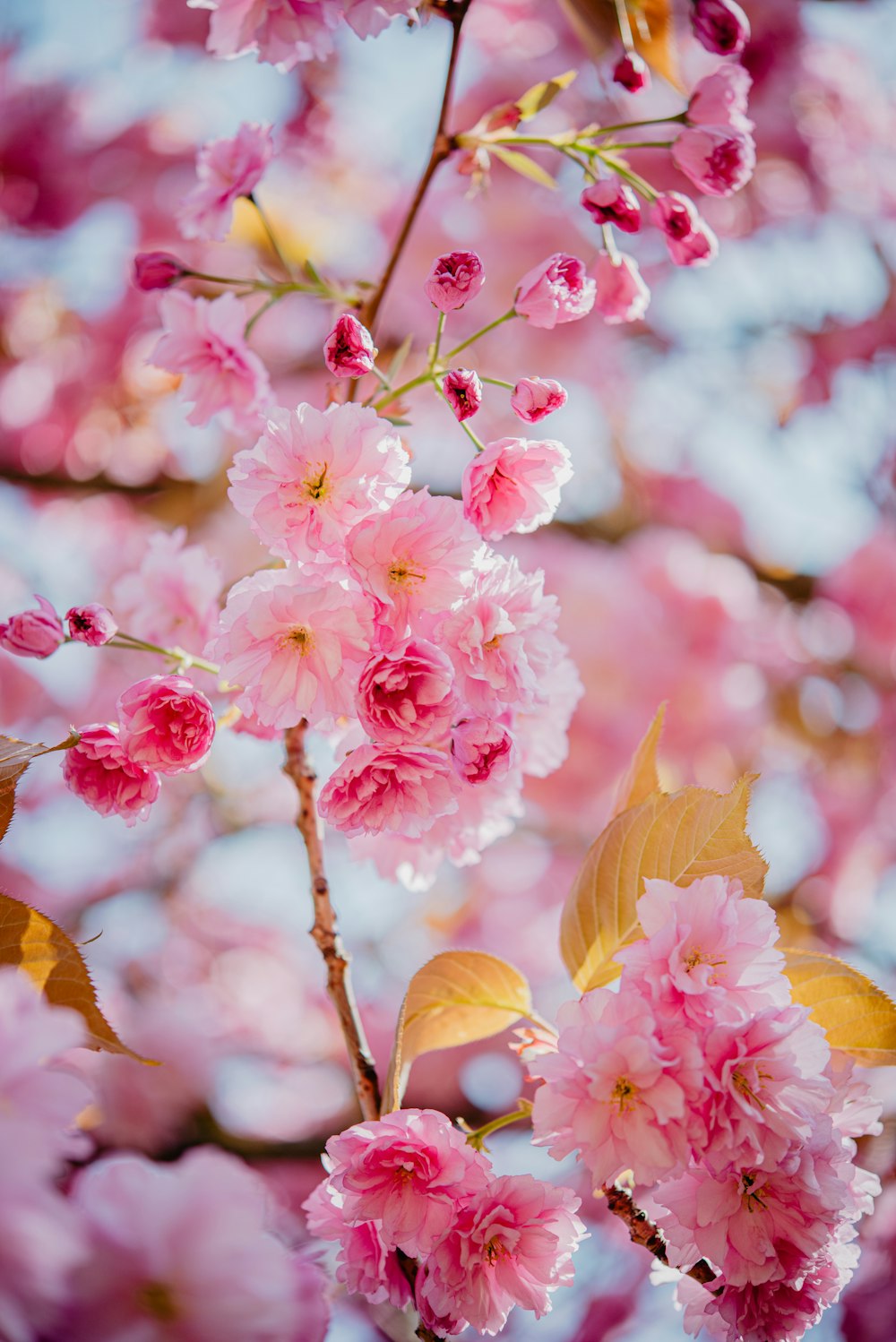 pink flowers are blooming on a tree branch