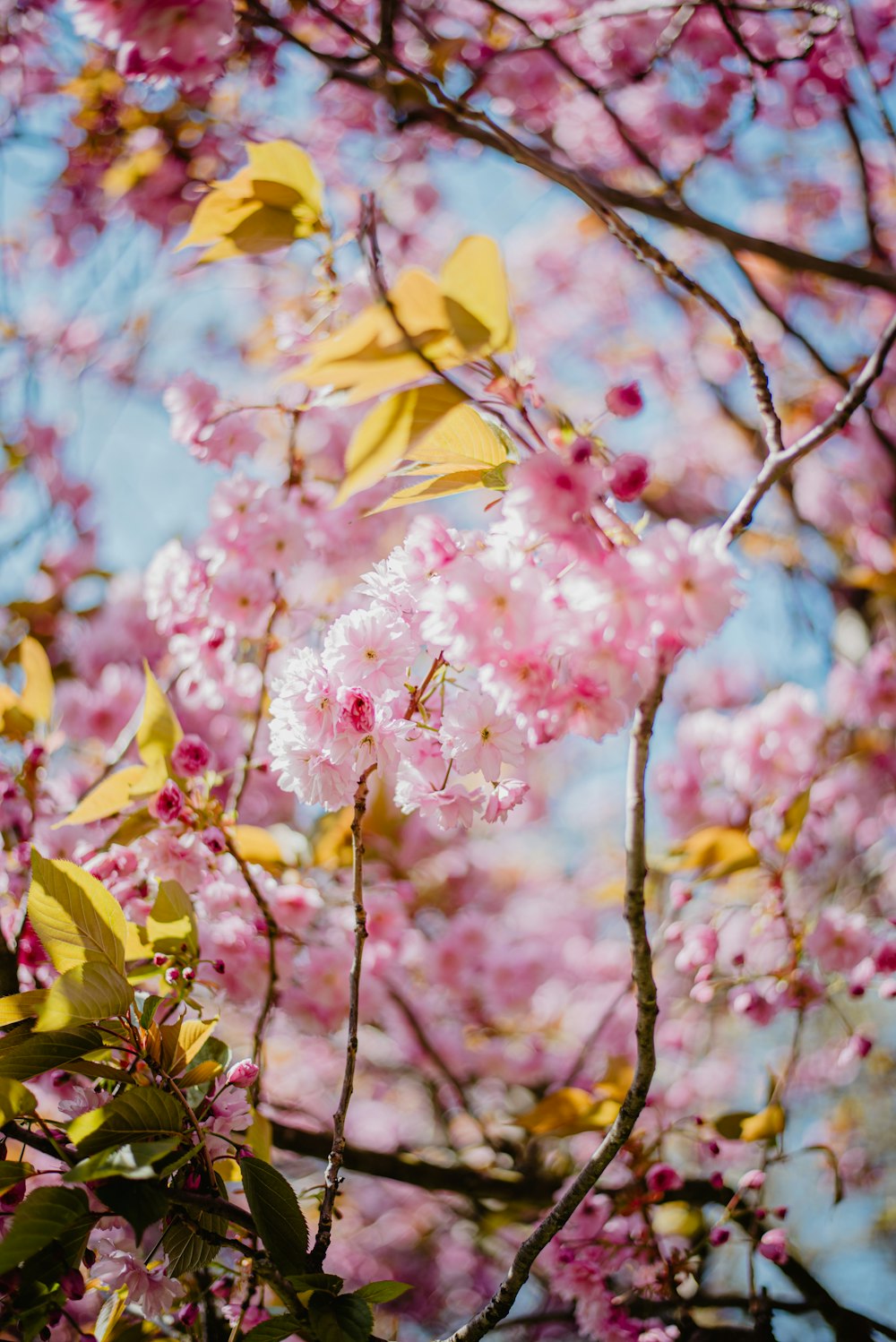 a tree with lots of pink flowers on it