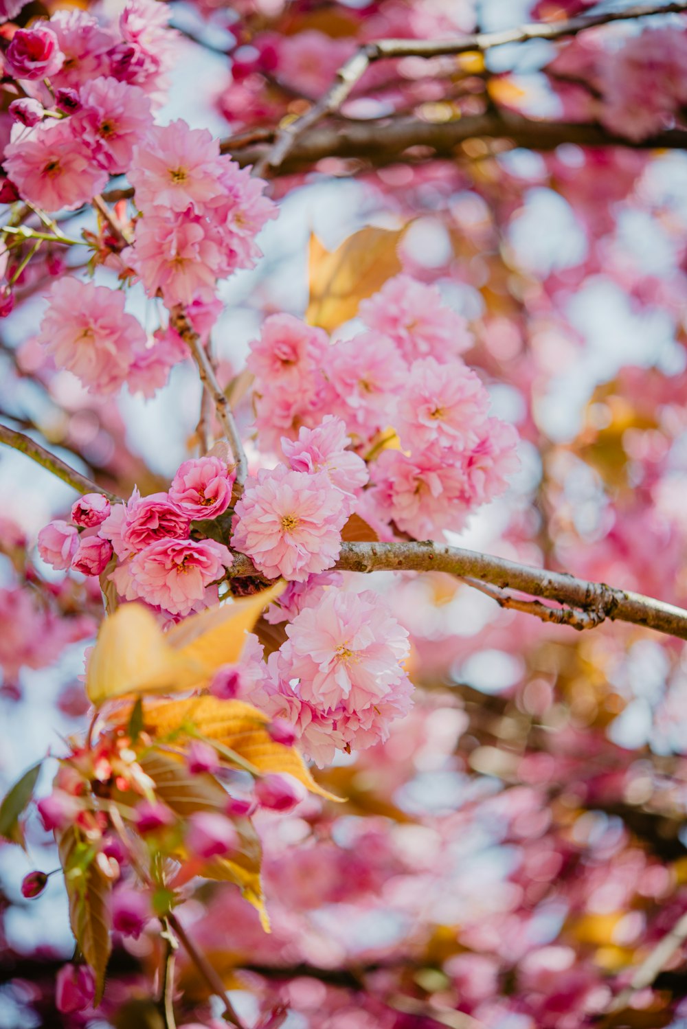 pink flowers are blooming on a tree branch