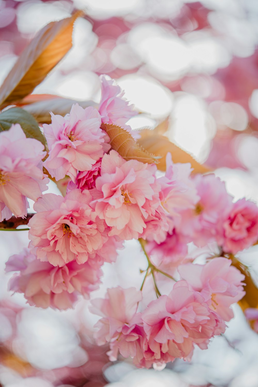 pink flowers are blooming on a tree branch