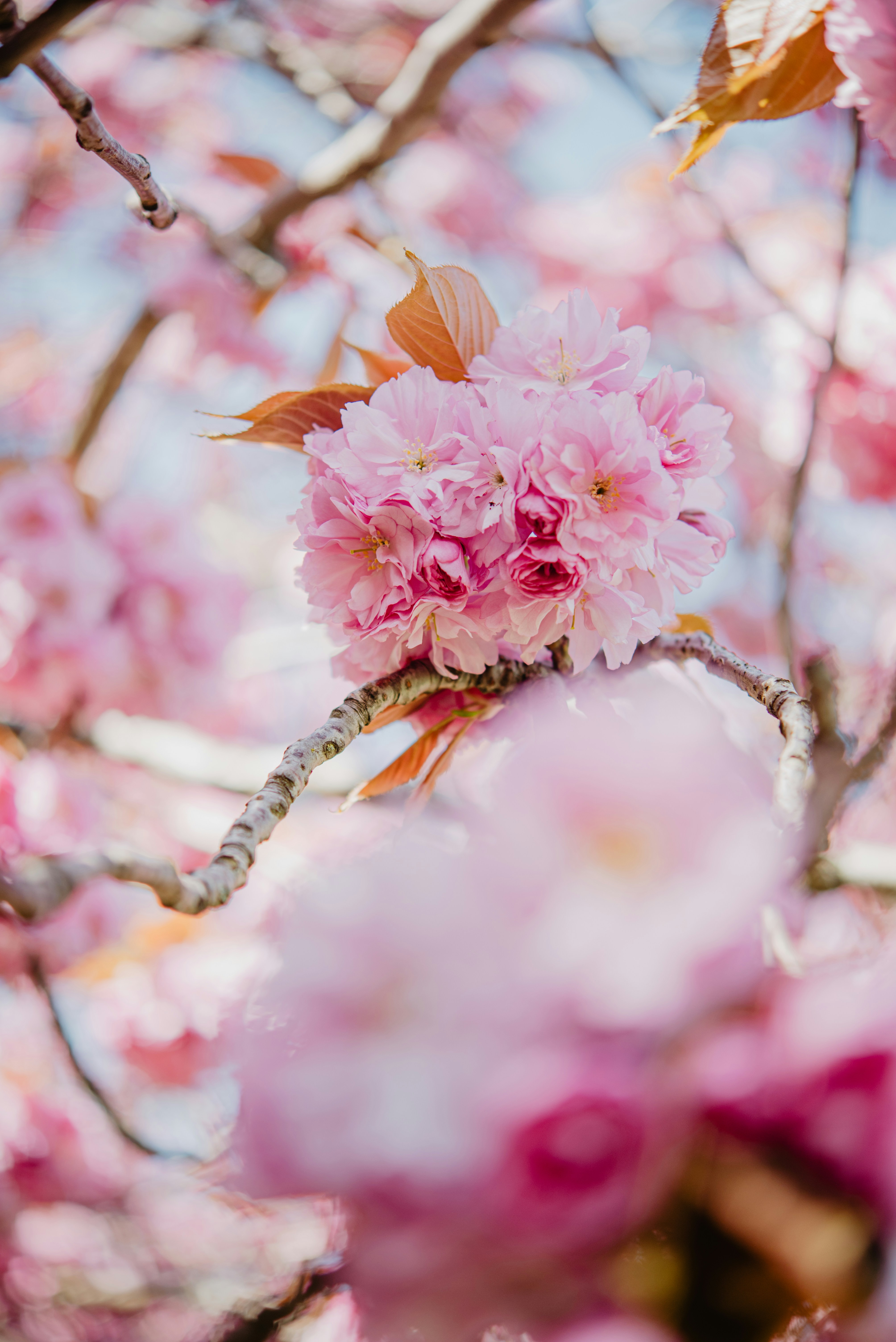 Focus photography of pink flower photo – Free Flower Image on Unsplash