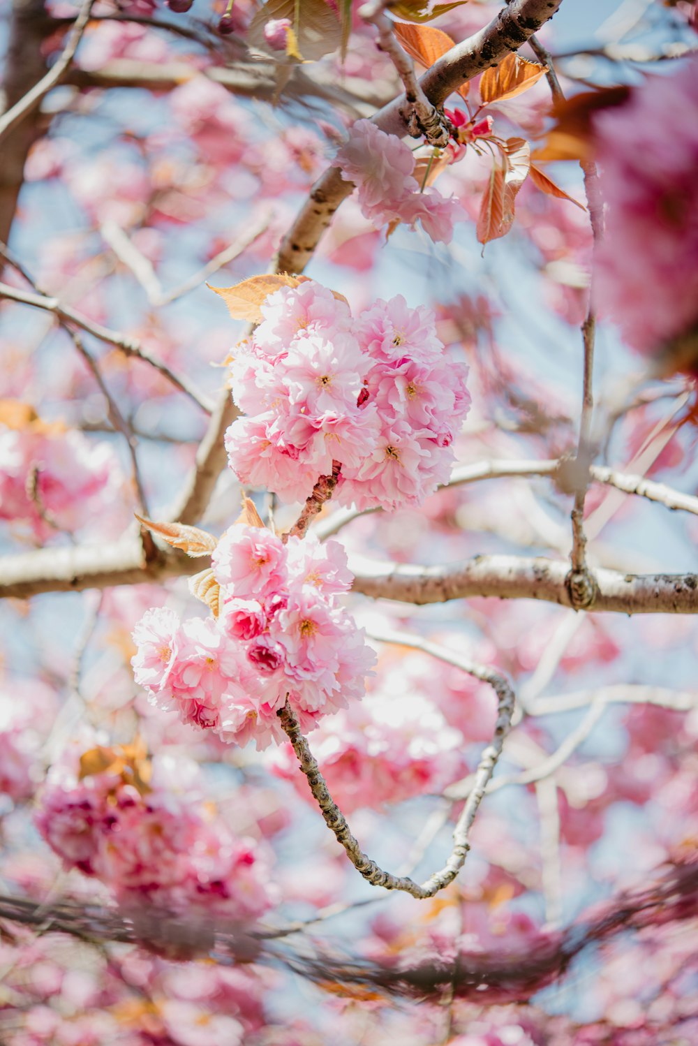 pink flowers are blooming on the branches of a tree