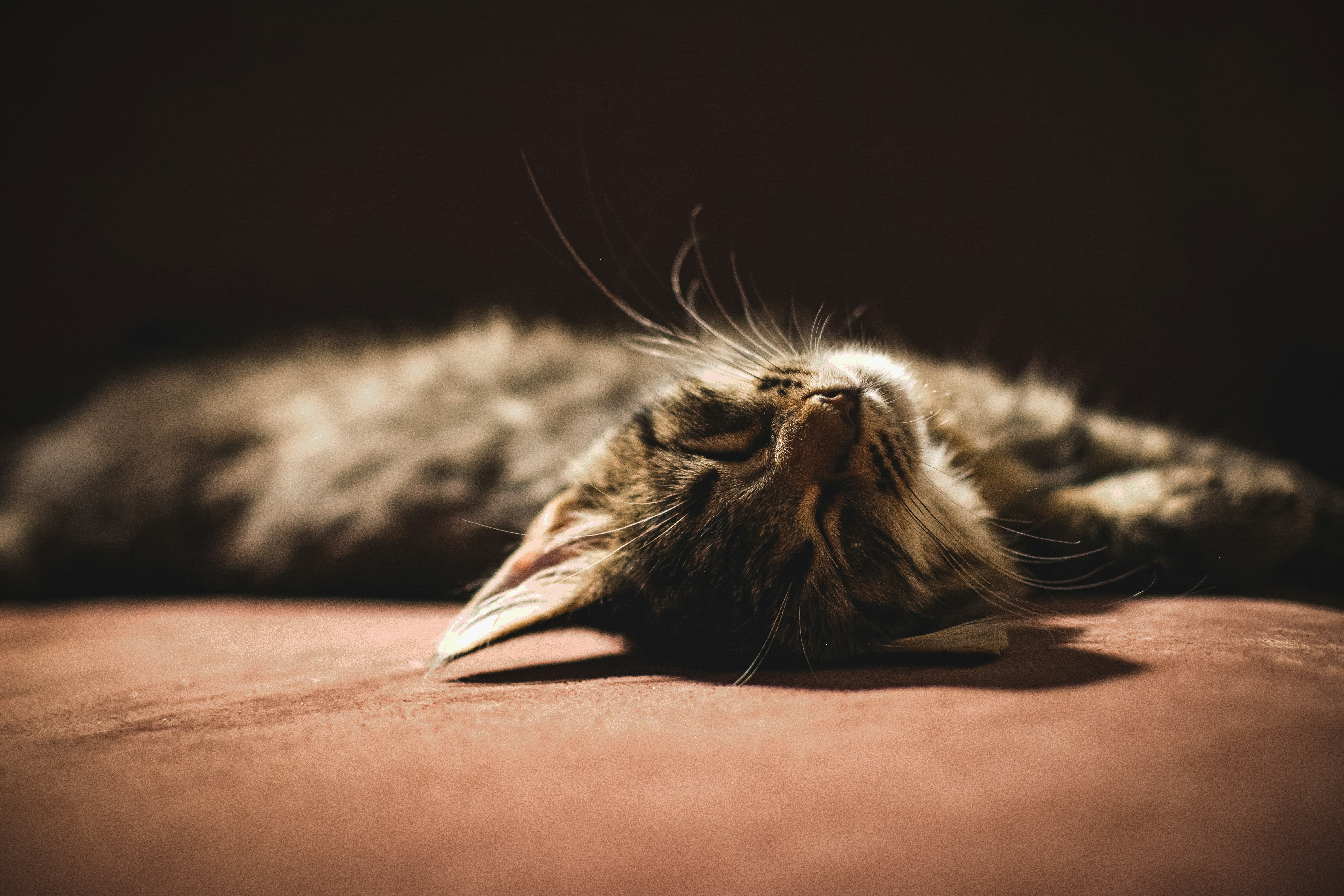 a close up of a cat laying on a bed