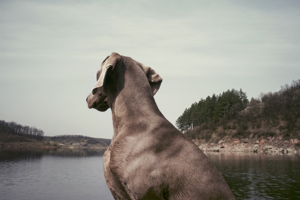 a large brown dog standing on top of a lake