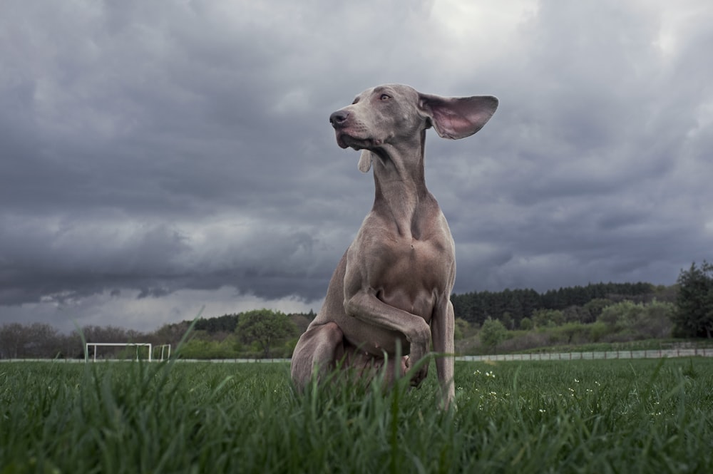 a dog sitting in the grass with a cloudy sky in the background