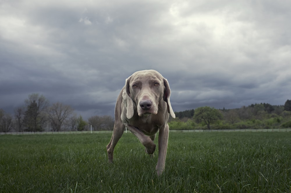 a dog running through a field of grass