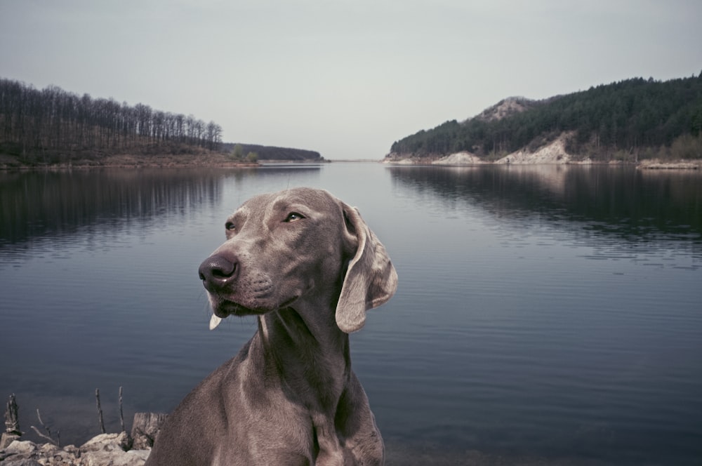 a dog sitting on a rock near a body of water