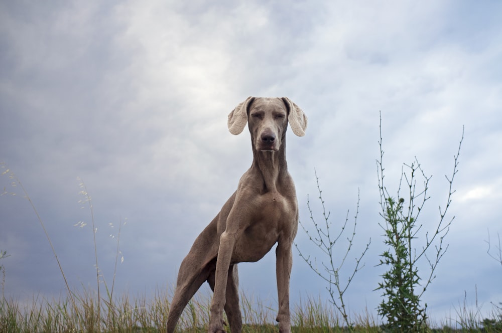 Ein Hund, der auf einem Feld mit einem bewölkten Himmel im Hintergrund steht