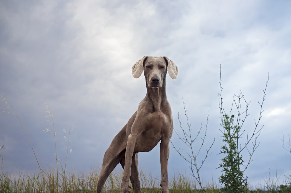 a dog standing in a field with a cloudy sky in the background