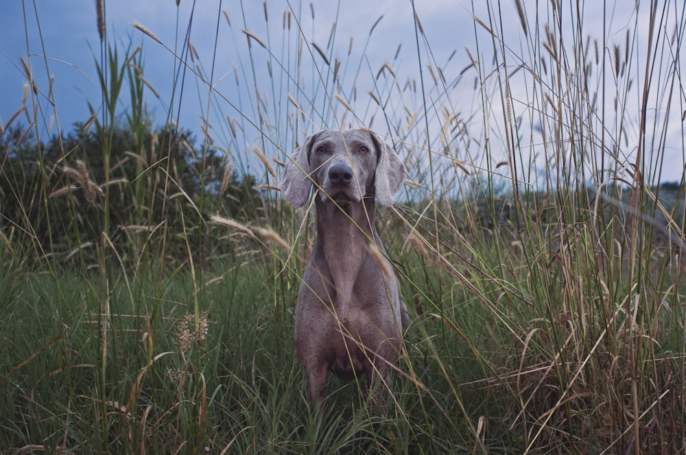 Ein Hund steht im hohen Gras