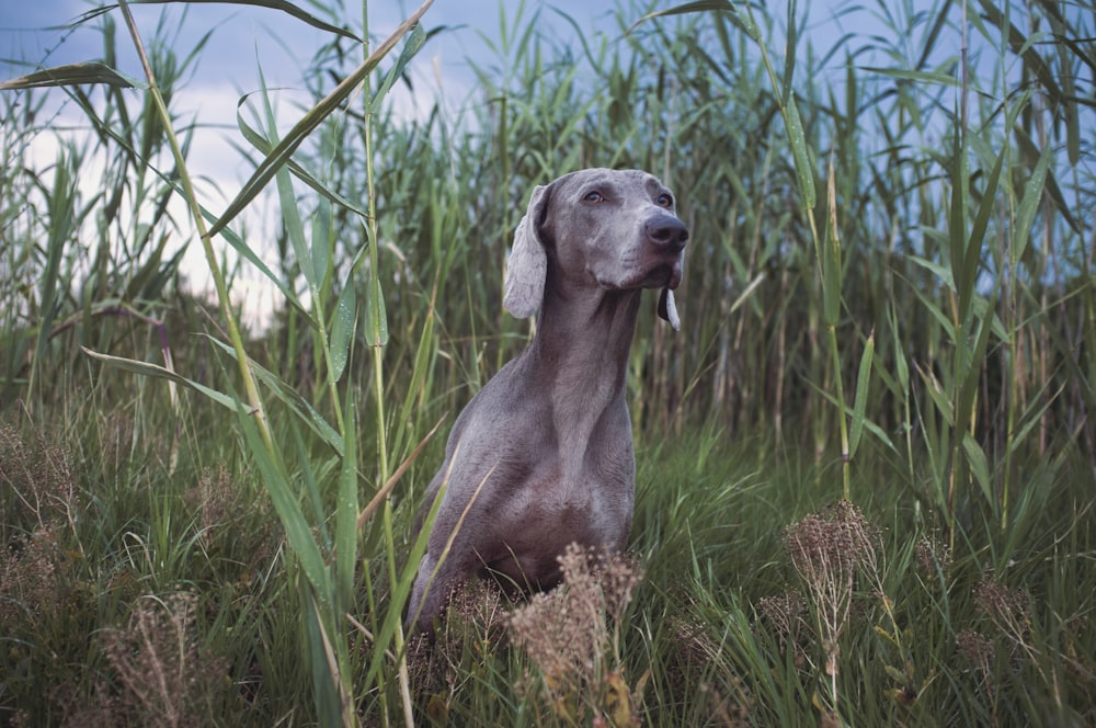 a dog is sitting in the tall grass