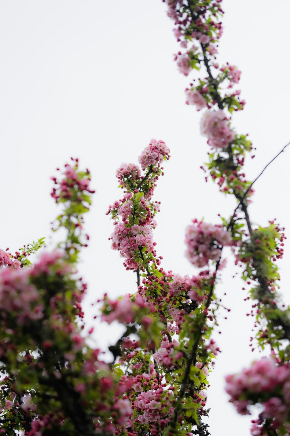 a bunch of pink flowers on a tree