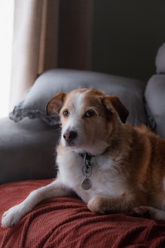 Charlie lounging on a cozy blanket with a playful gaze.