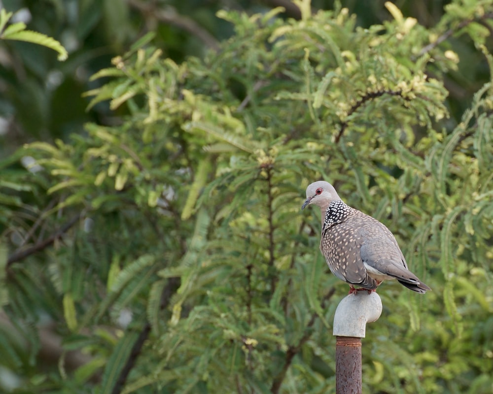 a bird perched on top of a wooden pole